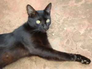 Gato raça srd idade 2 anos nome Vivi