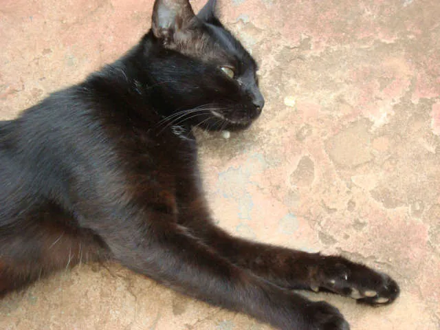 Gato ra a srd idade 2 anos nome Vivi
