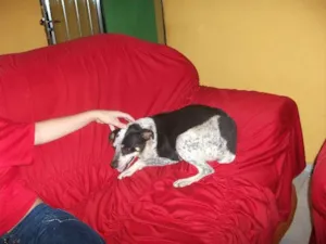 Cachorro raça  vira-lata idade 6 ou mais anos nome spritty 
