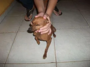 Cachorro raça pitty idade 4 anos nome betove