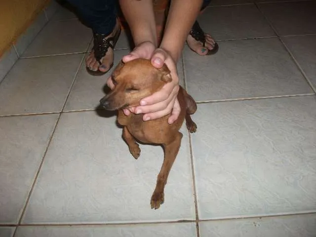 Cachorro ra a pitty idade 4 anos nome betove