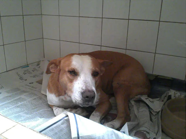 Cachorro ra a Vira Lata idade 4 anos nome Dida