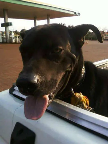 Cachorro ra a SRD idade 2 a 6 meses nome D BLACK