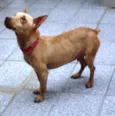Kiko
