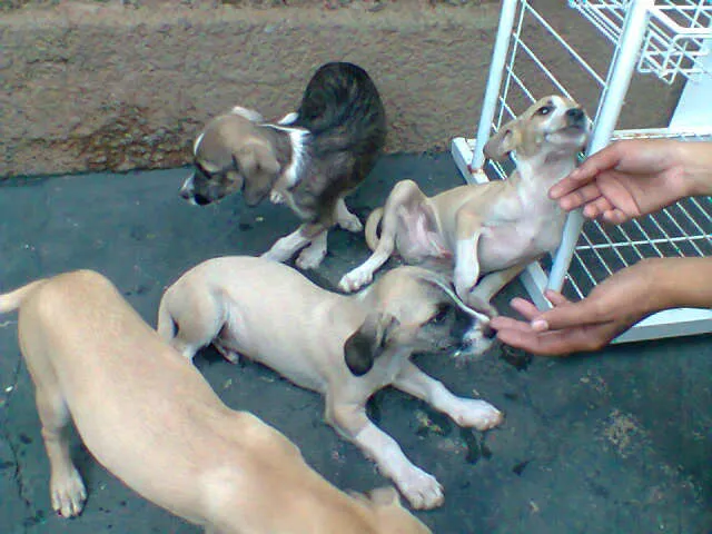 Cachorro ra a SRD idade 2 a 6 meses nome 2 filhotes para doação