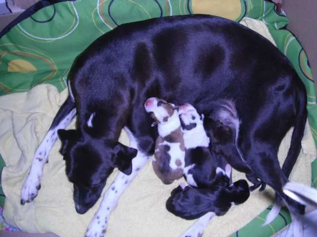 Cachorro ra a SRD idade Abaixo de 2 meses nome Bebes