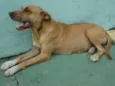 Pitty