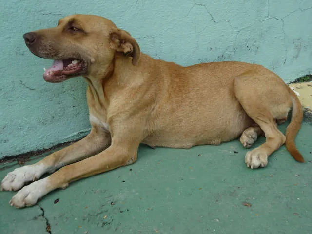 Cachorro raça mestiço Pitbull idade 3 anos nome Pitty