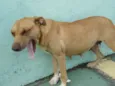 Pitty