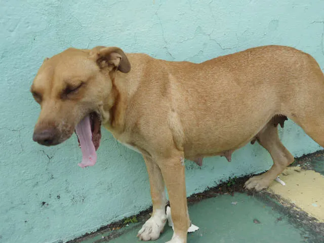Cachorro raça mestiço Pitbull idade 3 anos nome Pitty
