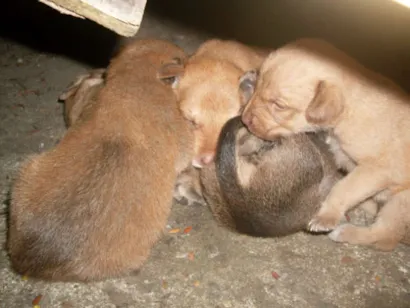 Cachorro raça SRD idade Abaixo de 2 meses nome Bebês