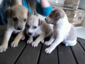 Cachorro raça SRD idade Abaixo de 2 meses nome Filhotes