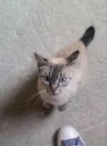 Gato ra a SRD idade 7 a 11 meses nome Sem nome