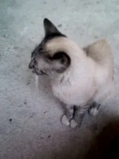 Gato ra a SRD idade 7 a 11 meses nome Sem nome