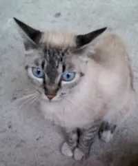 Gato ra a SRD idade 7 a 11 meses nome Sem nome