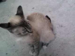 Gato ra a SRD idade 7 a 11 meses nome Sem nome