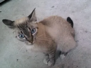 Gato ra a SRD idade 7 a 11 meses nome Sem nome