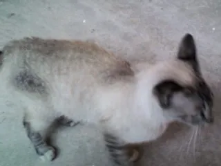 Gato ra a SRD idade 7 a 11 meses nome Sem nome