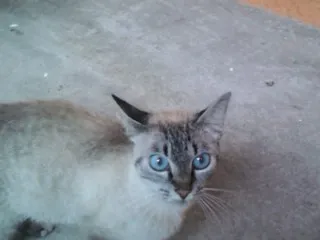 Gato ra a SRD idade 7 a 11 meses nome Sem nome