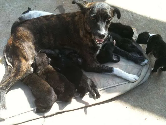 Cachorro ra a SRD idade Abaixo de 2 meses nome Sem nome