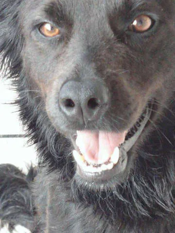 Cachorro ra a idade 2 anos nome Totó