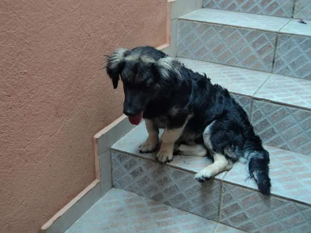 Cachorro ra a VIRA LATA idade 2 a 6 meses nome TOBBY