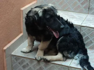 Cachorro raça VIRA LATA idade 2 a 6 meses nome TOBBY