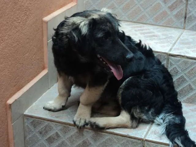 Cachorro ra a VIRA LATA idade 2 a 6 meses nome TOBBY