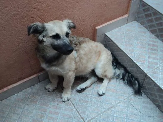 Cachorro ra a VIRALATA idade 2 a 6 meses nome JACK