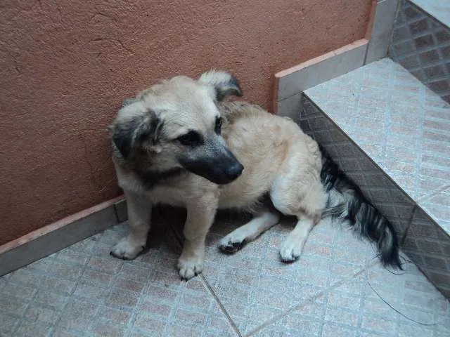 Cachorro ra a VIRALATA idade 2 a 6 meses nome JACK