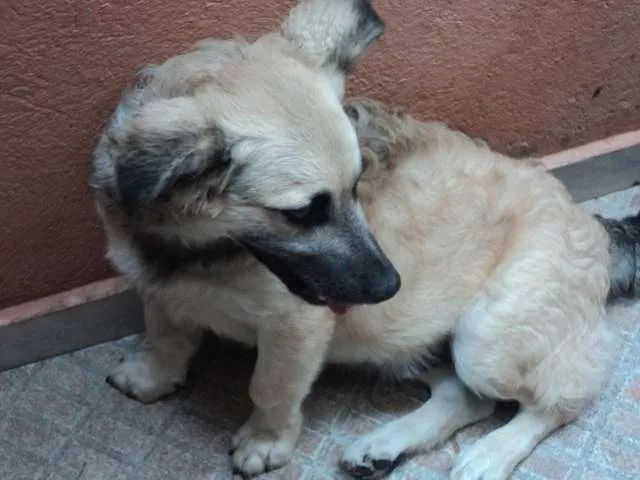 Cachorro ra a VIRALATA idade 2 a 6 meses nome JACK