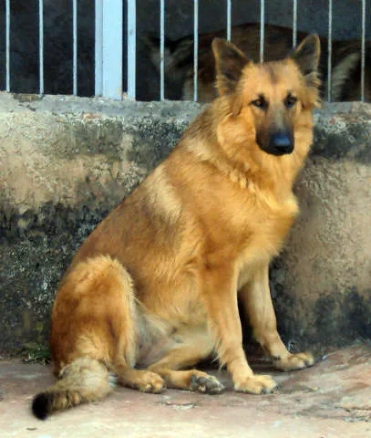 Cachorro ra a Pastor Alemão idade  nome DUDA GRATIFICA