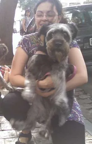 Cachorro ra a SRD idade 5 anos nome Fiona GRATIFICA