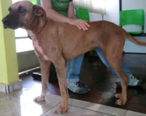 Cachorro raça SRD idade  nome ENCONTRADA