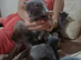 Filhotes Gatos