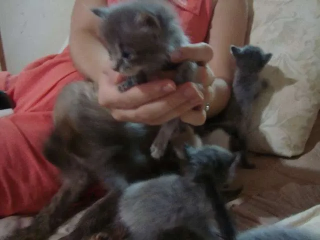 Gato ra a Vira-lata idade Abaixo de 2 meses nome Filhotes Gatos