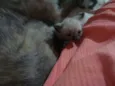 Filhotes Gatos