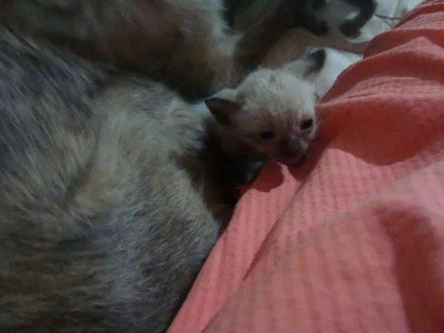 Gato ra a Vira-lata idade Abaixo de 2 meses nome Filhotes Gatos
