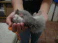 Filhotes Gatos