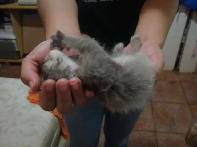 Gato ra a Vira-lata idade Abaixo de 2 meses nome Filhotes Gatos