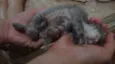 Filhotes Gatos