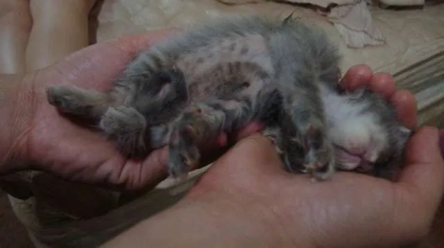 Gato ra a Vira-lata idade Abaixo de 2 meses nome Filhotes Gatos