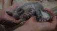 Filhotes Gatos