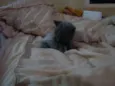 Filhotes Gatos