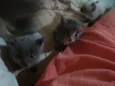 Filhotes Gatos