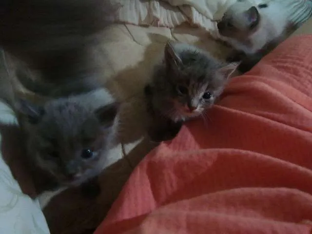 Gato ra a Vira-lata idade Abaixo de 2 meses nome Filhotes Gatos