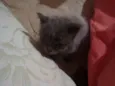 Filhotes Gatos