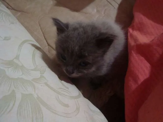Gato ra a Vira-lata idade Abaixo de 2 meses nome Filhotes Gatos