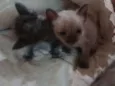 Filhotes Gatos