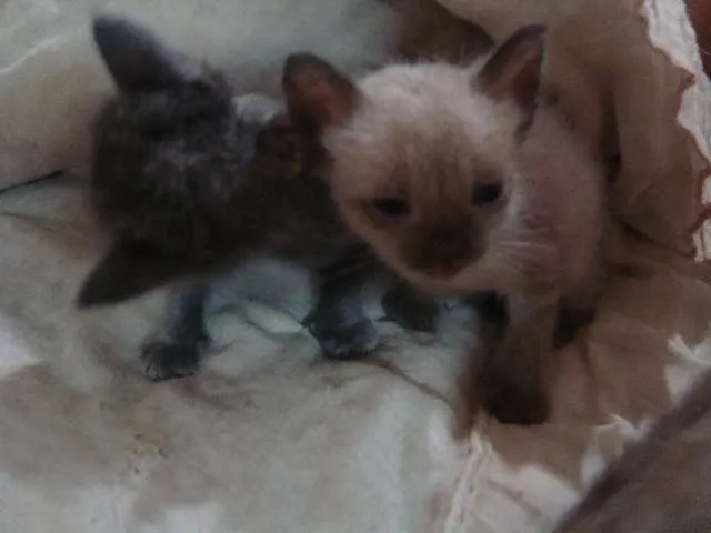 Gato ra a Vira-lata idade Abaixo de 2 meses nome Filhotes Gatos